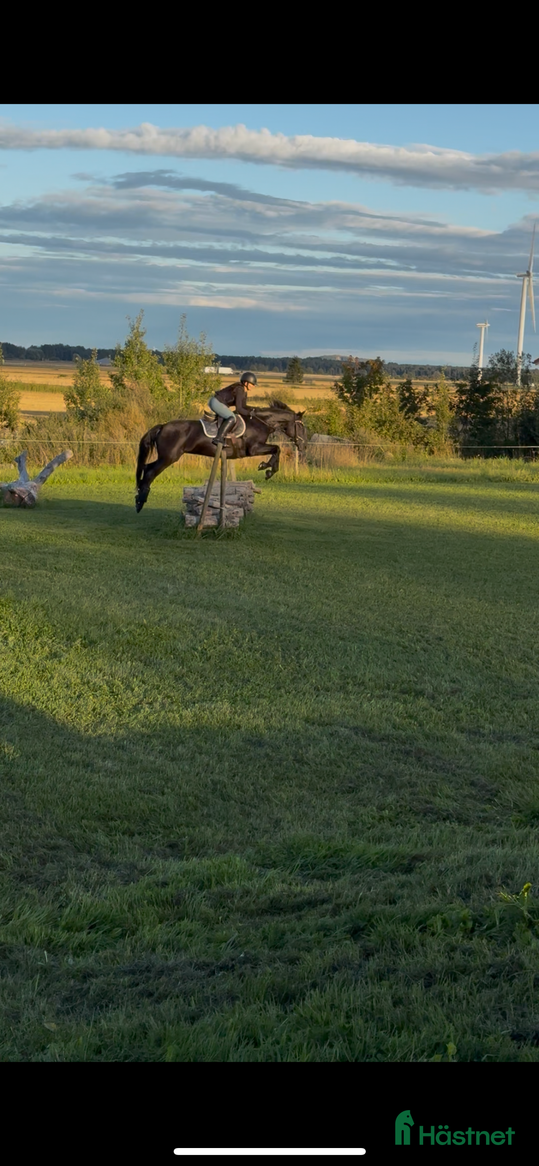 Allround hästar till salu: Världens snällaste ponny säljes💕 i Sköllersta - Annons 3