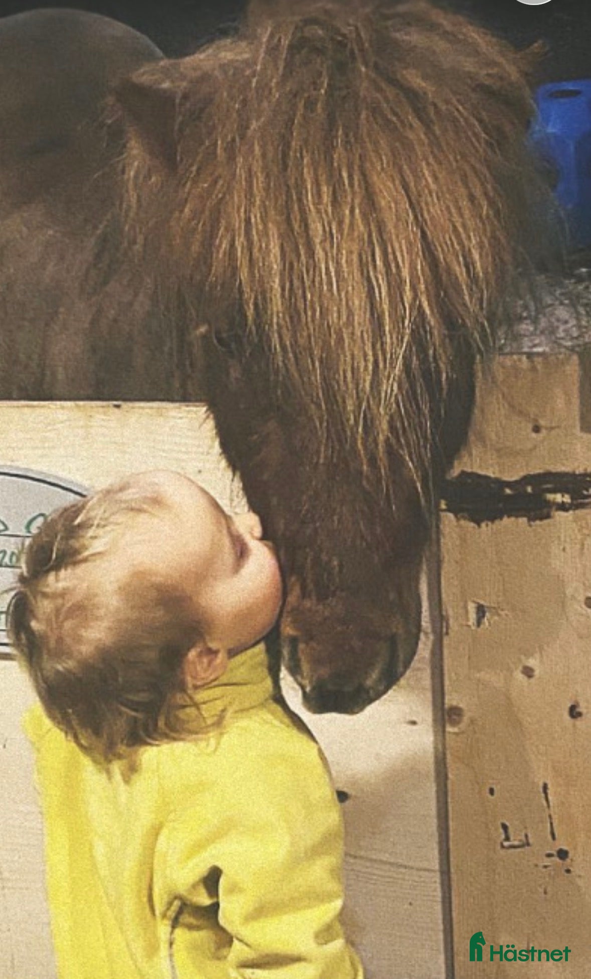  hästar Glad shettis! i Upplands Väsby - Annons 1