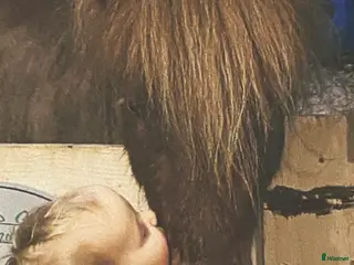 hästar Glad shettis! i Upplands Väsby - Annons 1