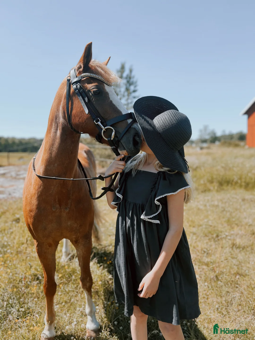 Allround hästar till salu: Vaken LÄROMÄSTARE i Eskilstuna - Annons 1