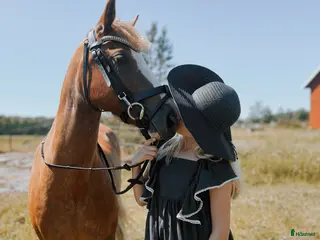 hästar Vaken LÄROMÄSTARE - Annons 10