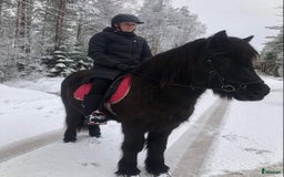 Allround hästar till salu: Islands valack  i Äppelbo - Annons 11