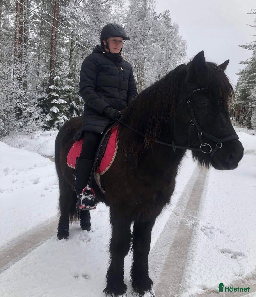 Allround hästar till salu: Islands valack  i Äppelbo - Annons 11