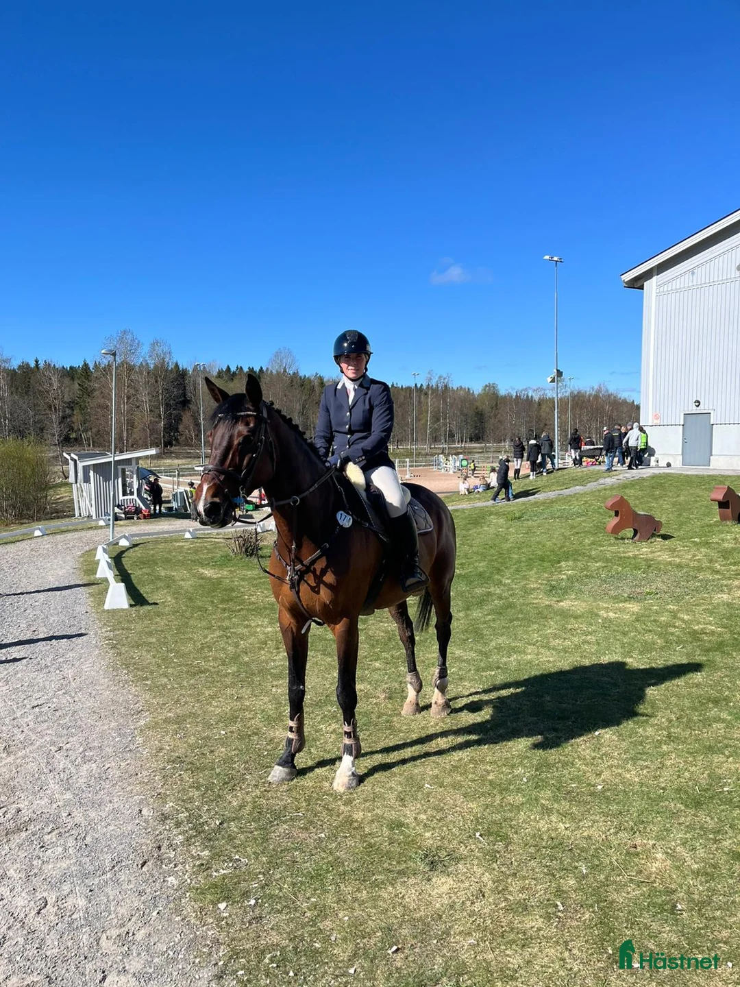 Hoppning hästar till salu: Läromästare och bästa vän - Annons 2