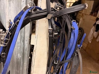 Travselar trav till salu: Tävlingssele säljes i Boden - Annons 1