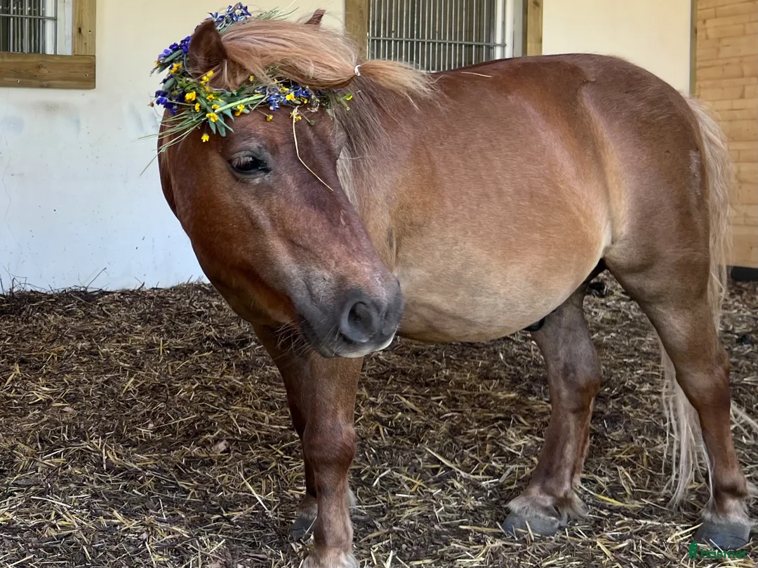 Allround hästar till salu: Lilla Wille söker nytt hem - Annons 2