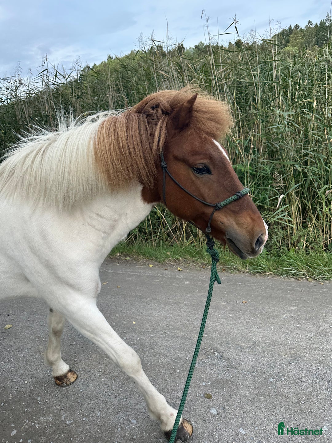  medryttarhäst finnes: Skötare/motionsryttare sökes  - Annons 1