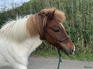 medryttarhäst finnes: Skötare/motionsryttare sökes - Annons 2