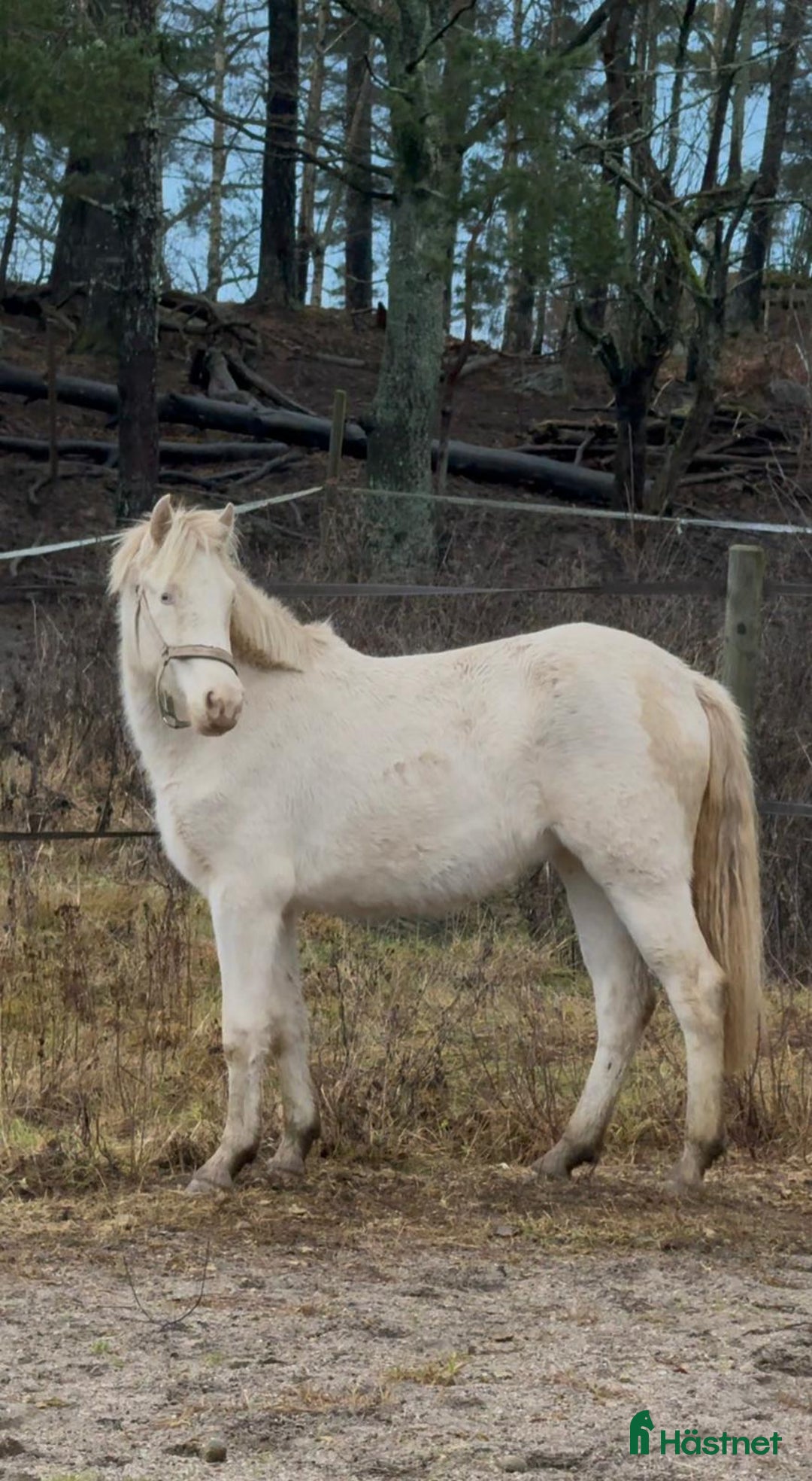 Hoppning hästar till salu: Din nästa drömponny! i Mariefred - Annons 2