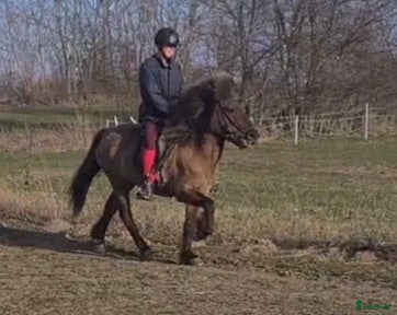  hästar Gulsvart 5 gångssto - Annons 2