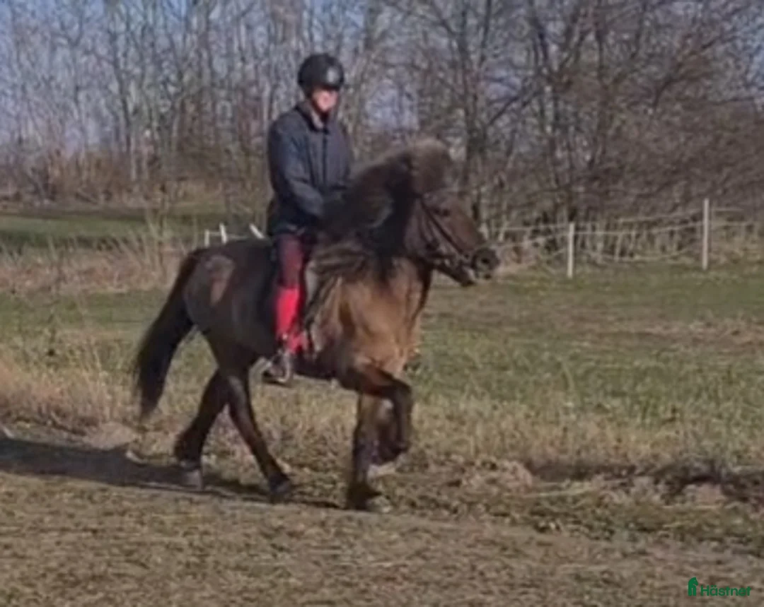 Island hästar till salu: Gulsvart 5 gångssto - Annons 1