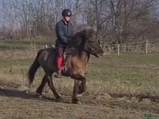 hästar Gulsvart 5 gångssto - Annons 2