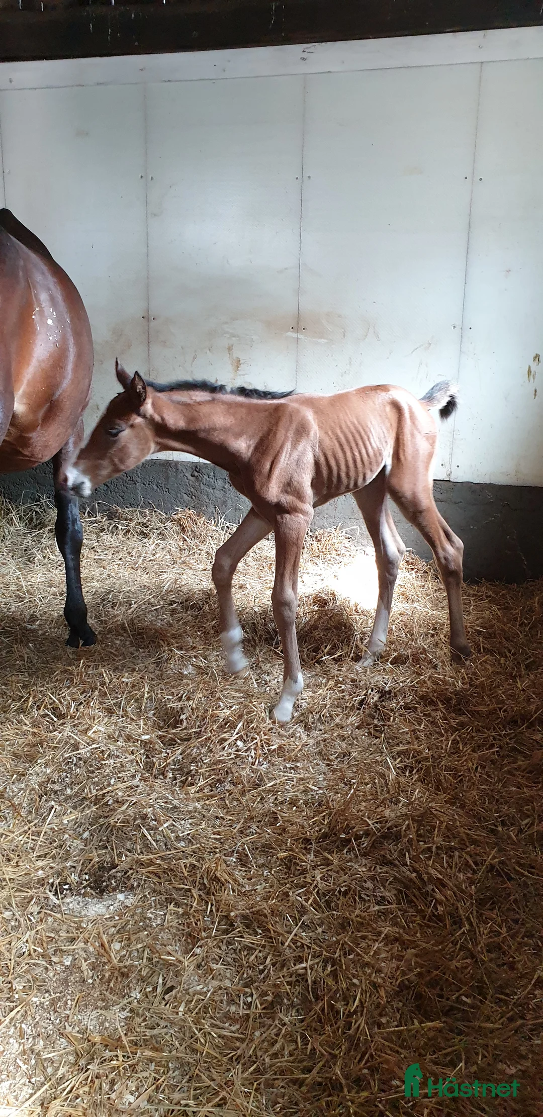 Allround hästar till salu: Balenzia – trevlig och lättriden hobbyhäst - Annons 2