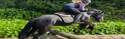 Allround hästar till salu: Bombproof / therapy pony - Annons 12