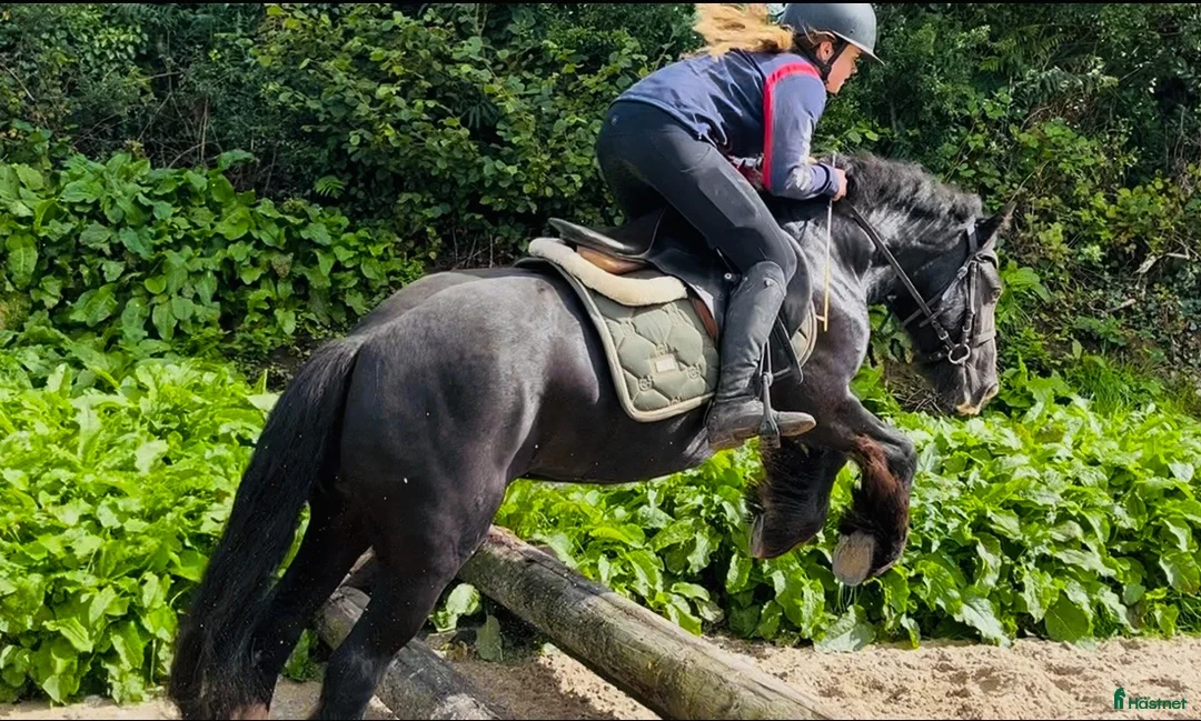 Allround hästar till salu: Bombproof / therapy pony - Annons 12