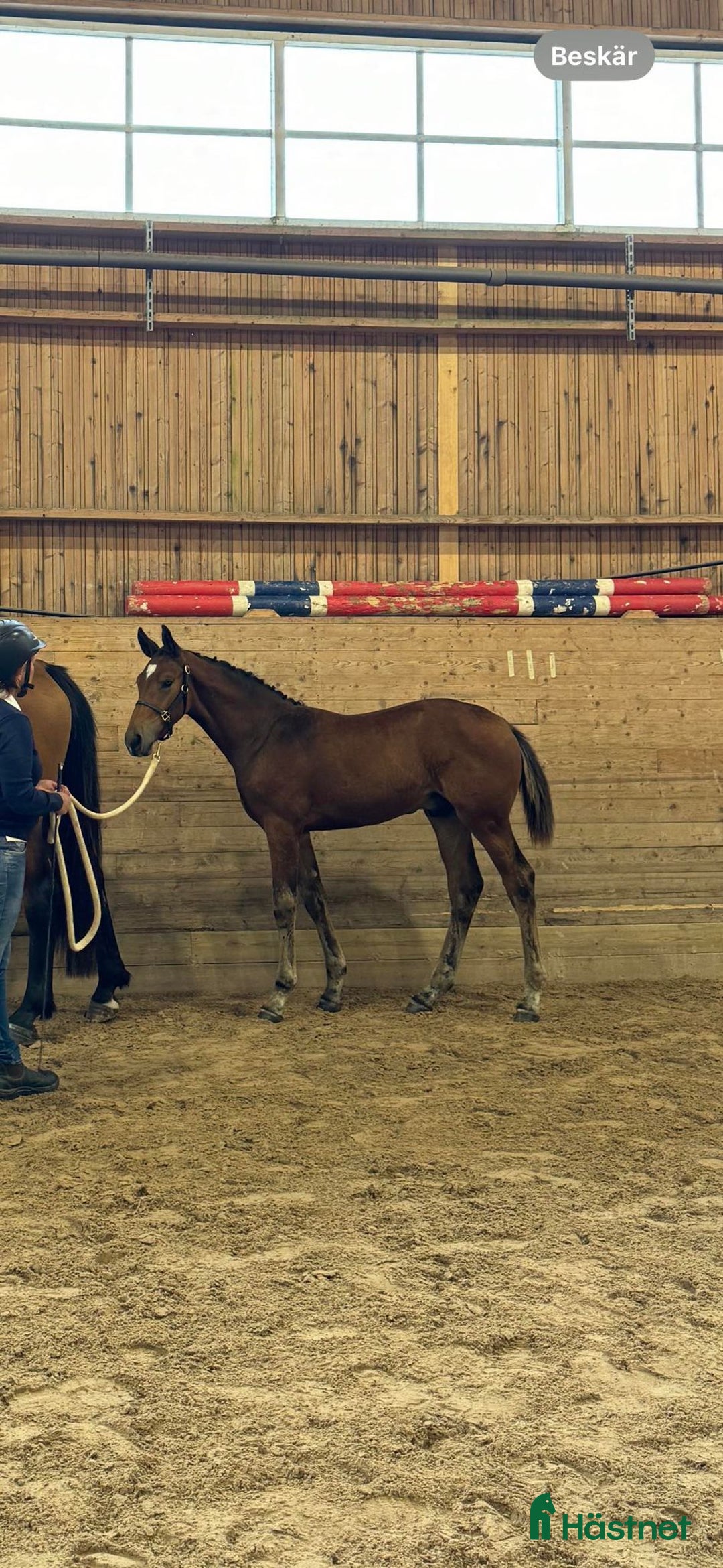 Hoppning hästar till salu: Ettåring Nebraska VDL - Hip Hop i Östra Ämtervik - Annons 3