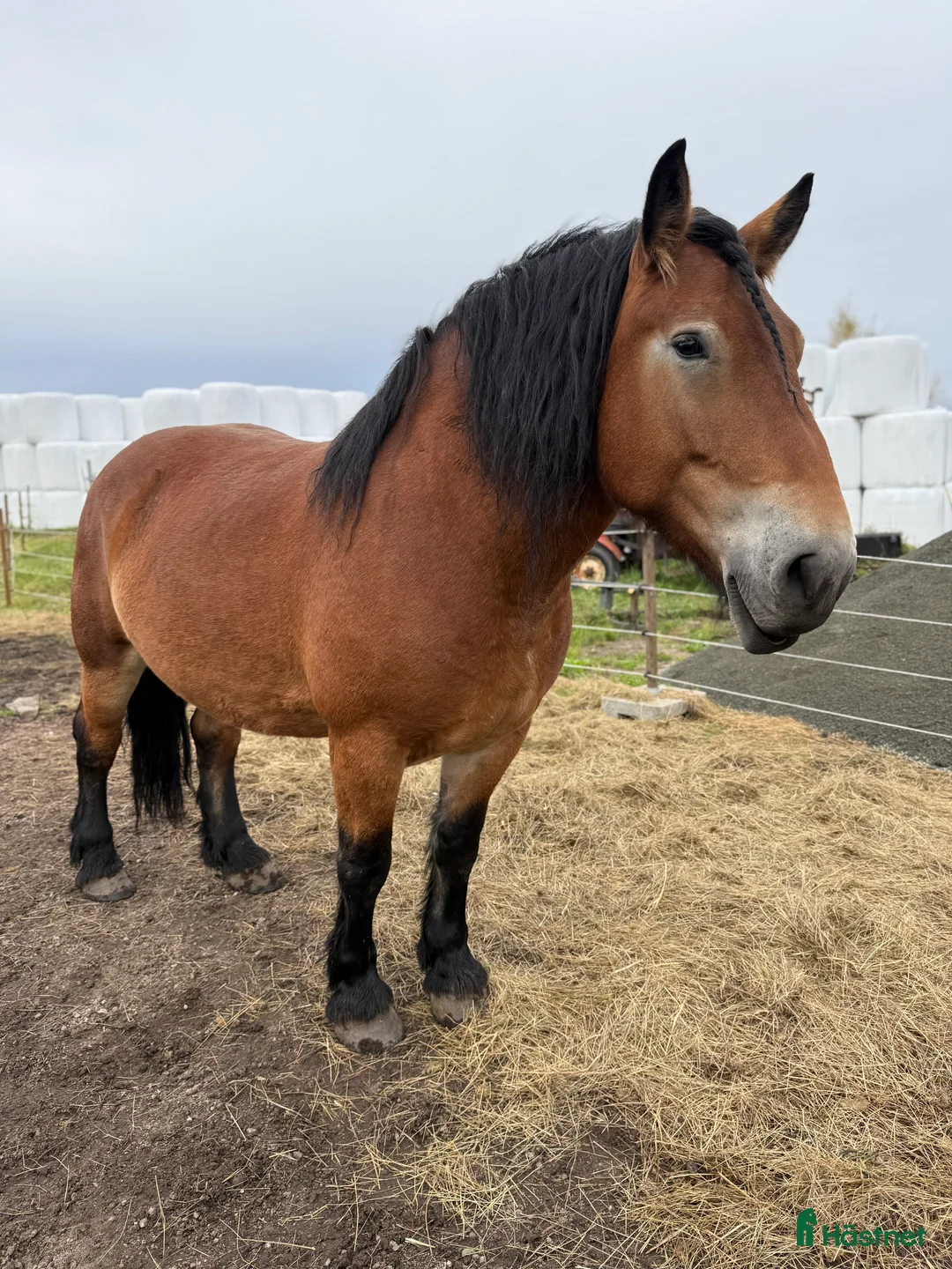 Allround hästar till salu: Stort sto med potential - Annons 6