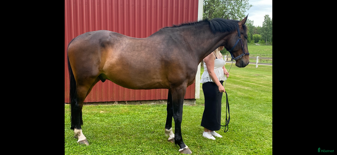 Allround hästar till salu: Trevlig SWB-valack i Perstorp - Annons 3
