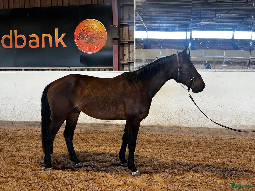 Hoppning hästar till salu: Framtida hopphäst säljes - Annons 2