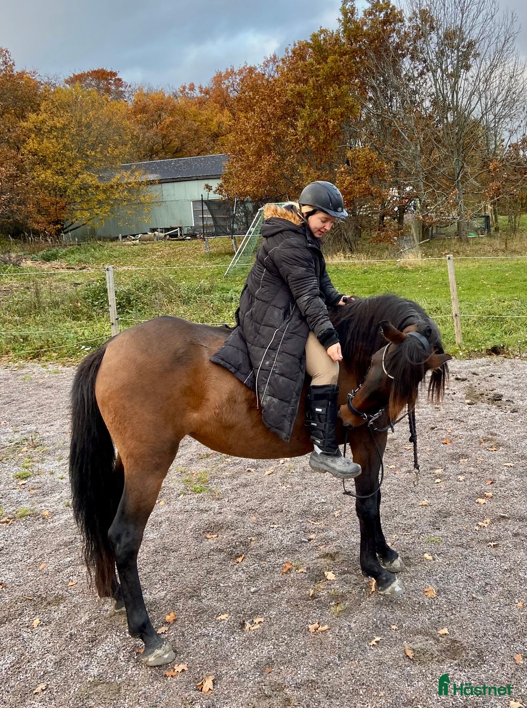Allround hästar till salu: Trygga vackra Donna❤️ i Sjöbo - Bild 4