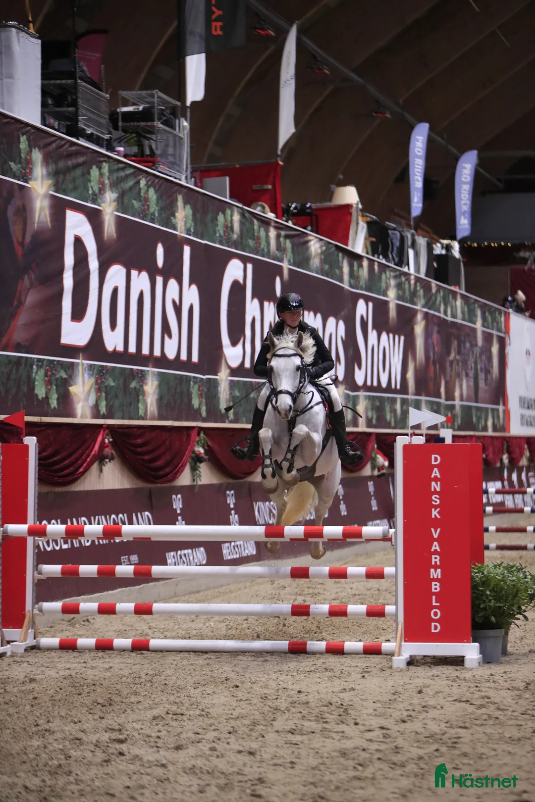 Hoppning hästar till salu: Välriden energisk häst  - Annons 2