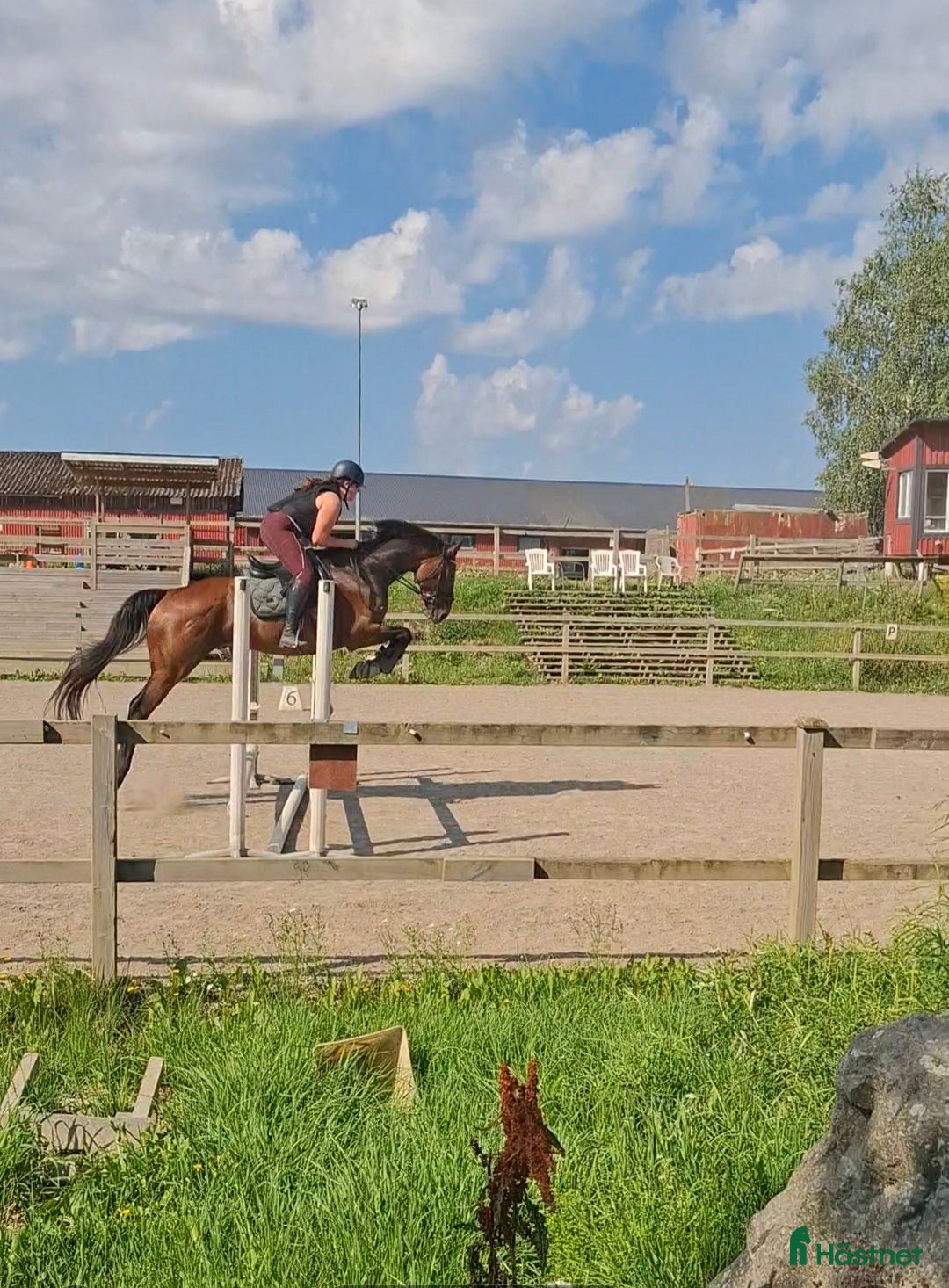  hästar Fin häst att ha kul tillsammans med  - Annons 11