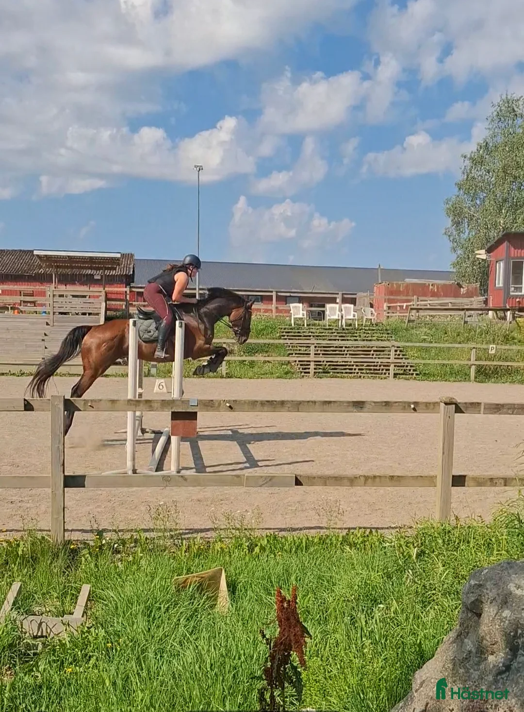 Allround hästar till salu: Fin häst att ha kul tillsammans med  - Annons 2