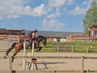 hästar Fin häst att ha kul tillsammans med - Annons 11