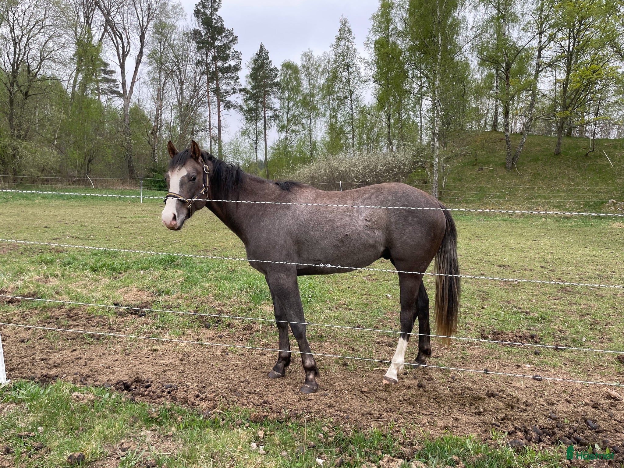  hästar BOKAD. Pleasure/hunter/allround. Oslipad diamant - Annons 2