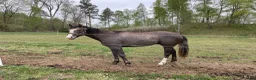 Western hästar till salu: Pleasure/hunter/allround. Oslipad diamant - Annons 2