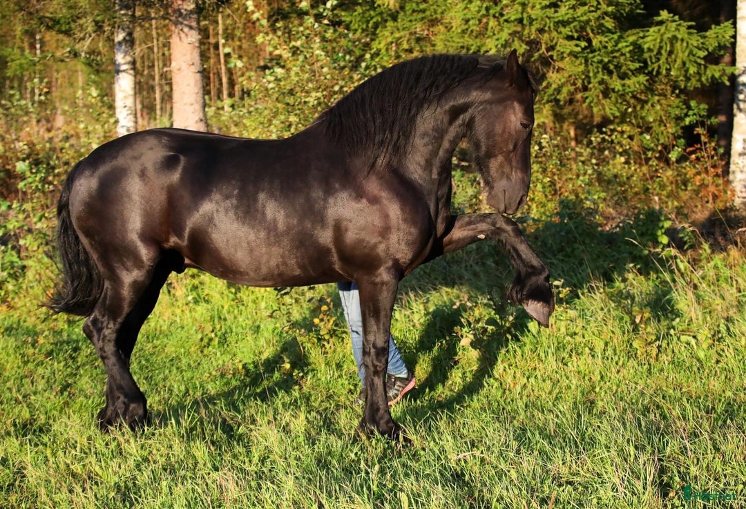Allround hästar till salu: **Exceptional Horse for Sale** - Annons 22