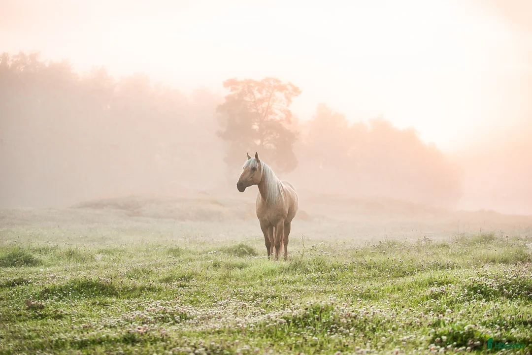 Allround hästar till salu: Fantastiskt sto utöver de vanliga! i Haninge - Annons 2