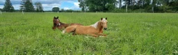  stallplats finnes: Hingstbete - Annons 2