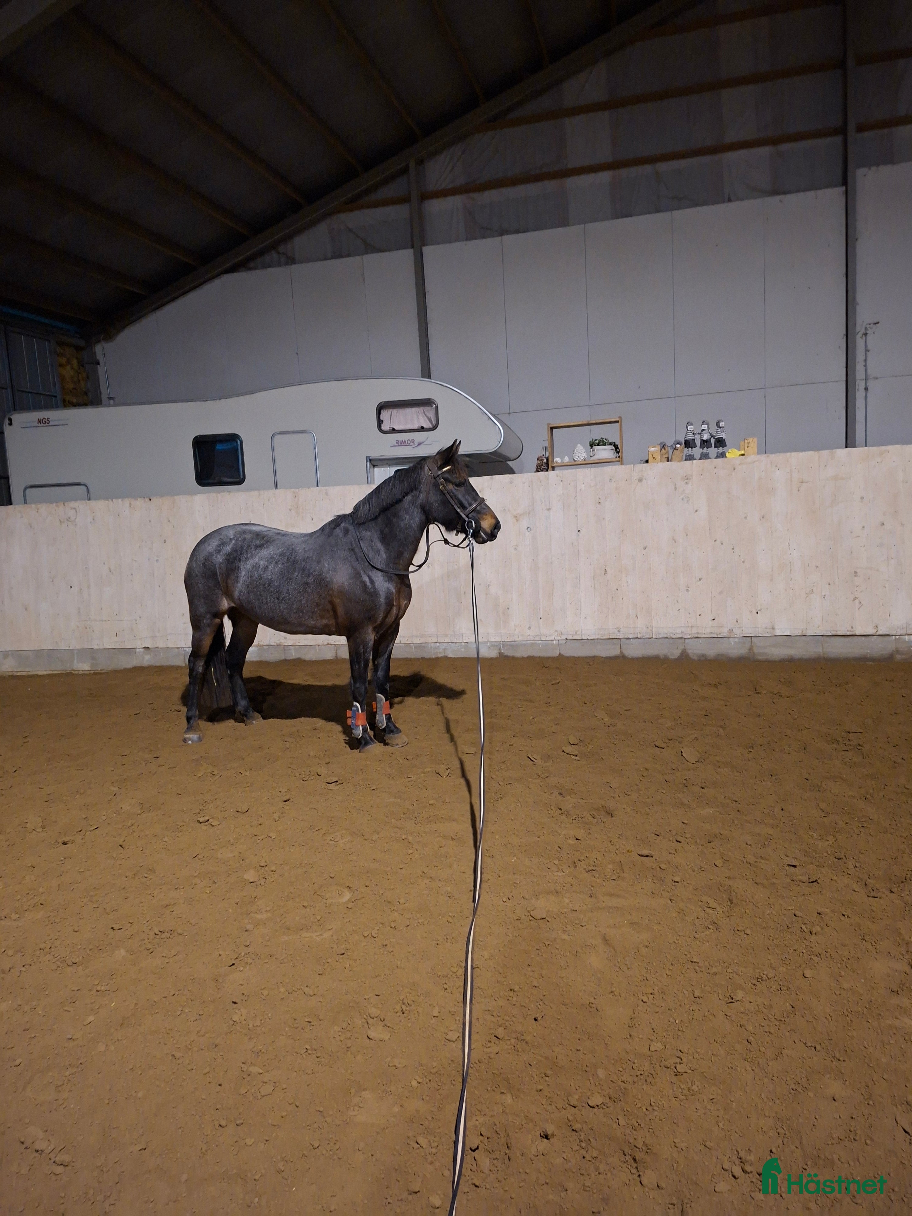  hästar Super trevlig c ponny  i Klippan - Annons 3