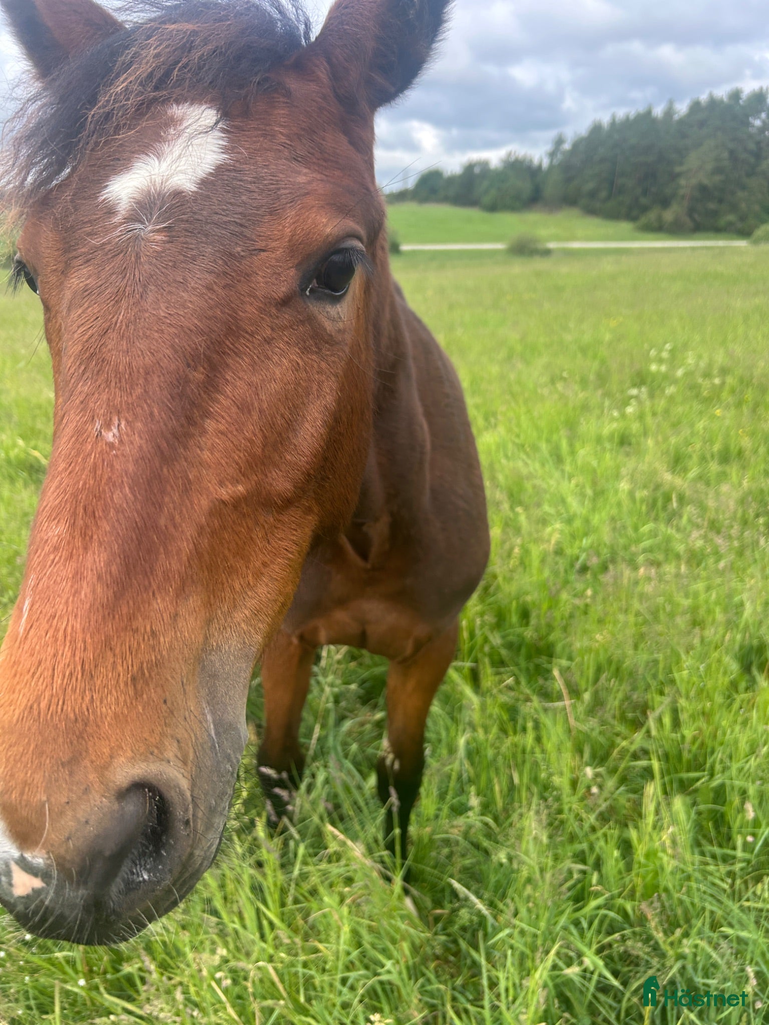  hästar Toppstammad 1-årig hingst - Annons 1
