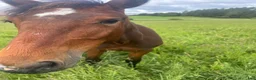 Trav hästar till salu: Toppstammad 1-årig hingst - Annons 1