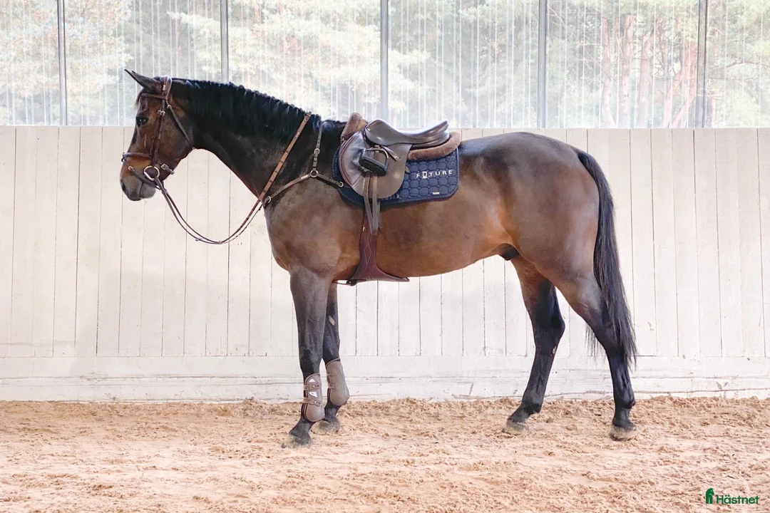 Hoppning hästar till salu: Valack som har allt i Kungsängen - Annons 2