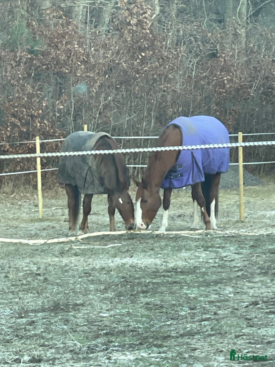 Allround hästar sökes: Söker trygg valack  i Onsala - Annons 2