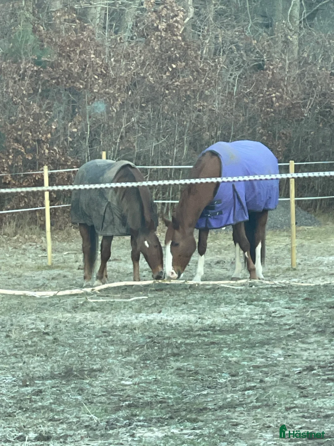 Allround hästar sökes: Söker trygg valack  i Onsala - Annons 2
