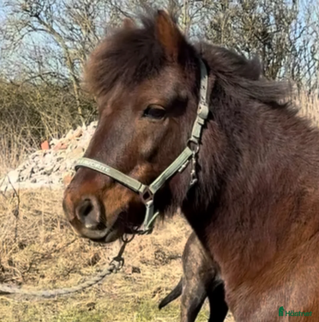 Allround hästar till salu: Härlig B-Ponny - Annons 2