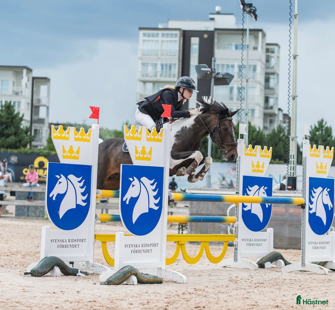 Hoppning hästar till salu: Drömponny för de största klasserna⭐️ i Enköping - Annons 4