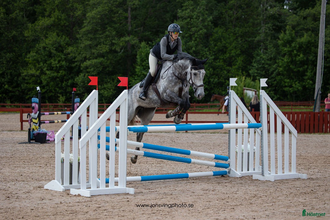 Hoppning hästar till salu: Energiskt sto i Eslöv - Annons 1