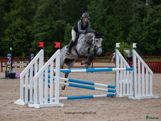 hästar Energiskt sto i Eslöv - Annons 5