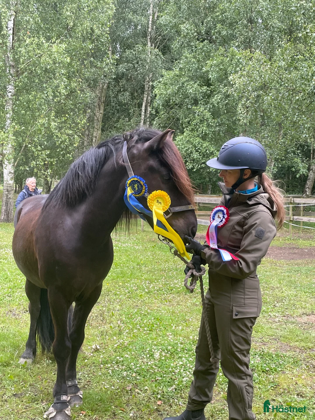 Island hästar till salu: En trevlig kille med mycket tölt!  i Rydebäck - Annons 4