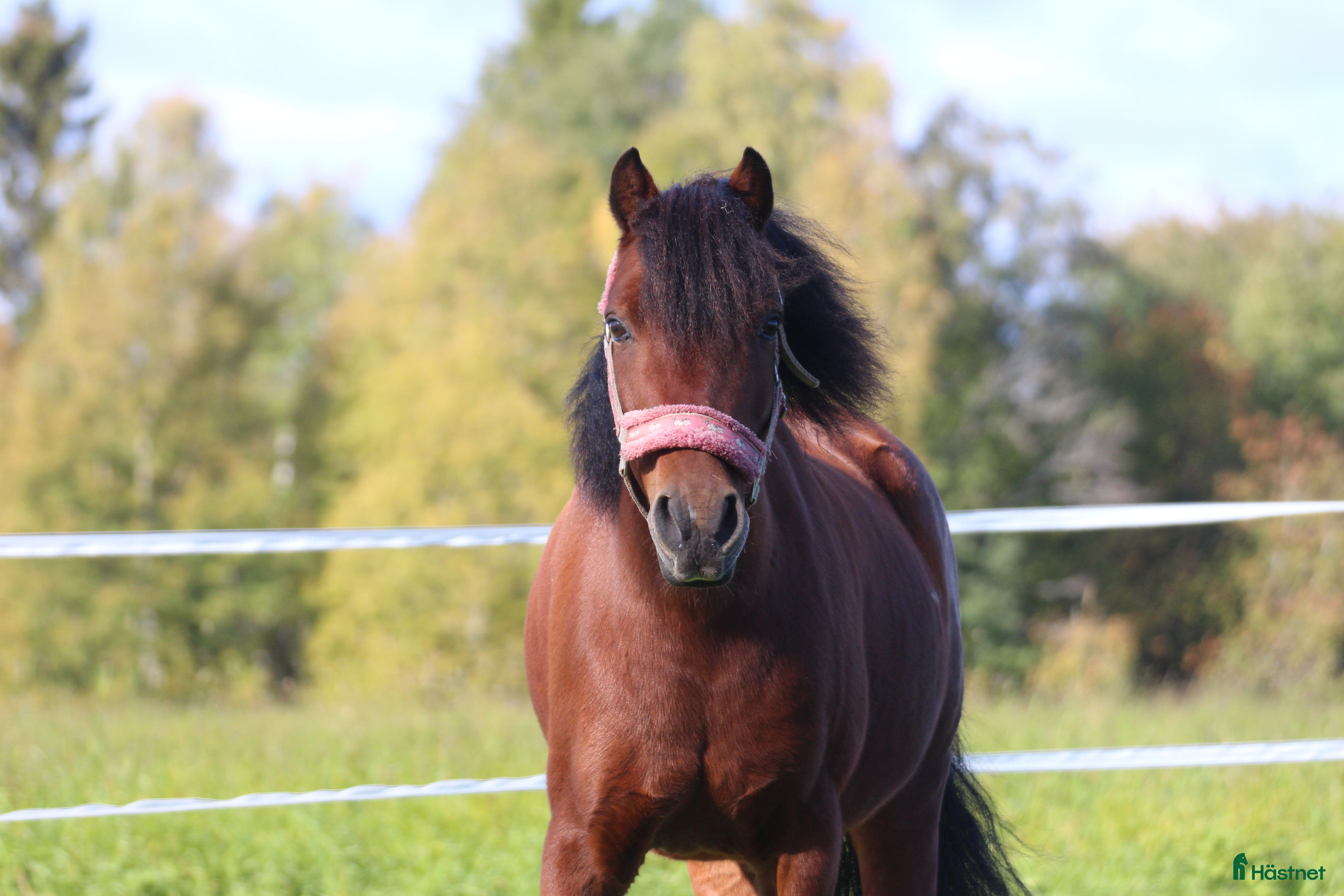  hästar Söt och snäll b-ponny  i Nordmaling - Annons 4