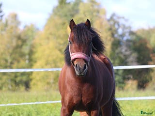 hästar Söt och snäll b-ponny i Nordmaling - Annons 7