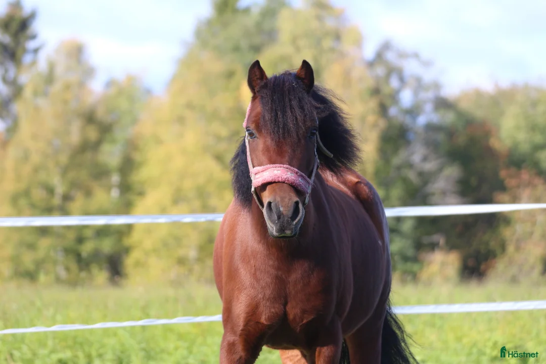Allround hästar till salu: Söt och snäll b-ponny  i Nordmaling - Annons 1