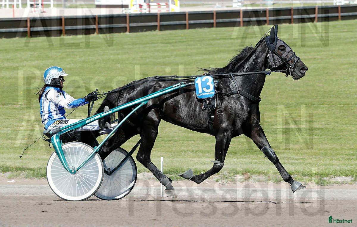  hästar Fin svart märr  - Annons 19