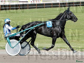 hästar Fin svart märr - Annons 4