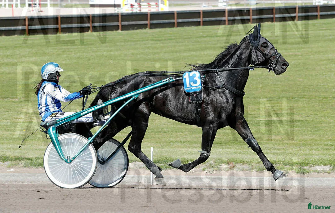 Sällskap hästar till salu: Fin svart märr  - Annons 1